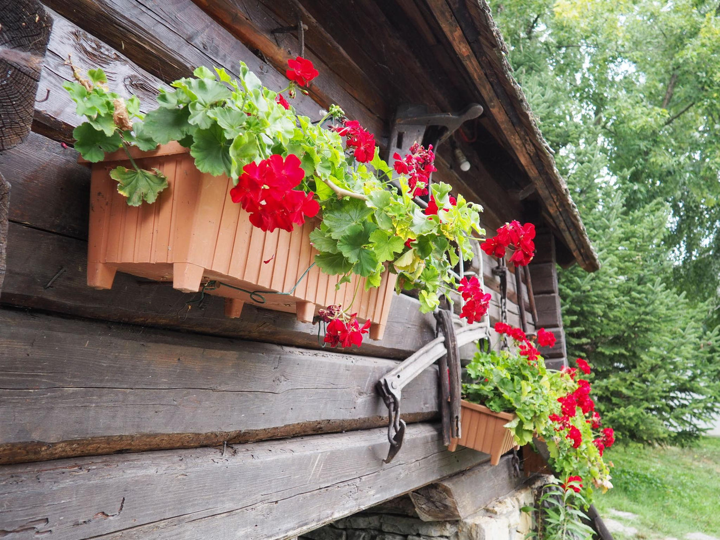 Pelargonium Zonale × Peltatum ‘Big Red Red’
