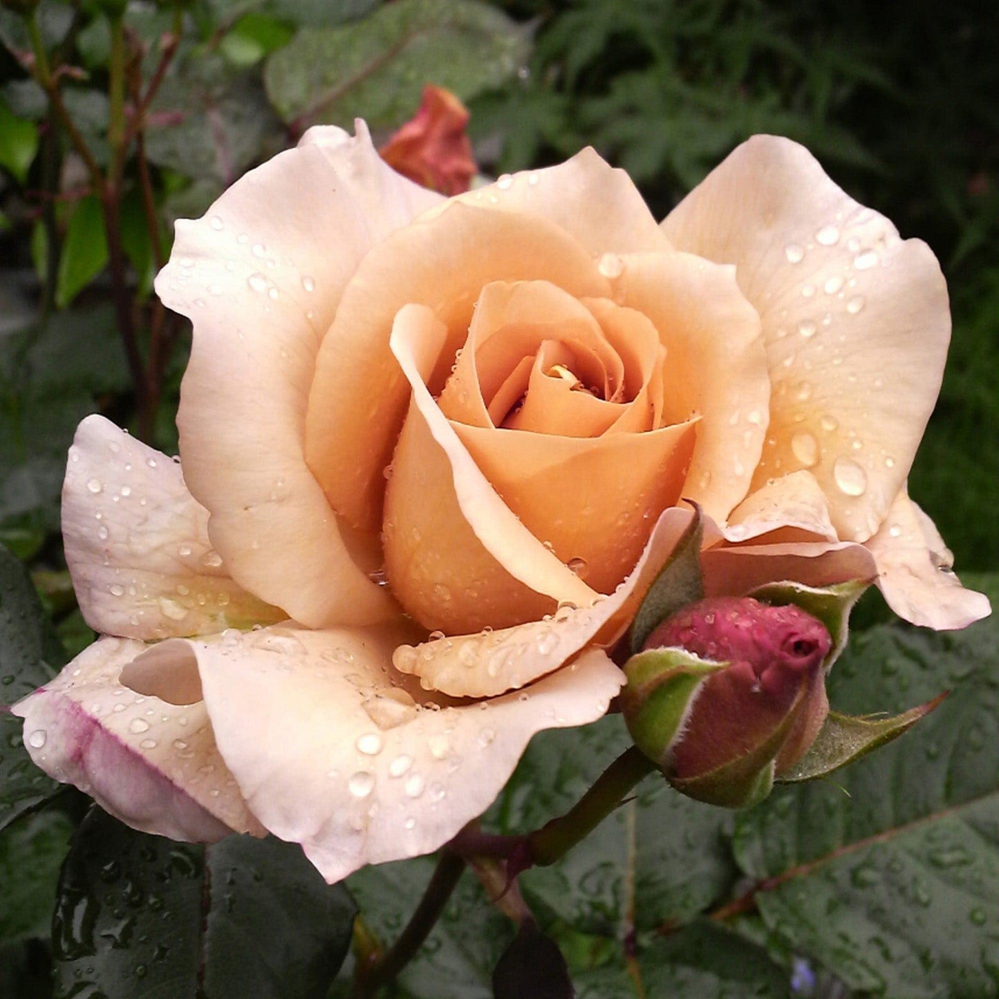 Rosa ‘Julia’s Rose’ (Julia’s Rose Hybrid Tea Rose)