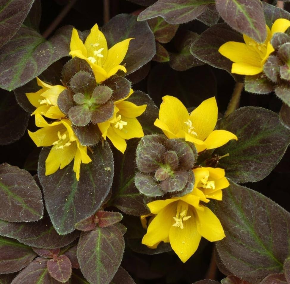 Lysimachia Congestiflora 'Midnight Sun' (Creeping Loosestrife)