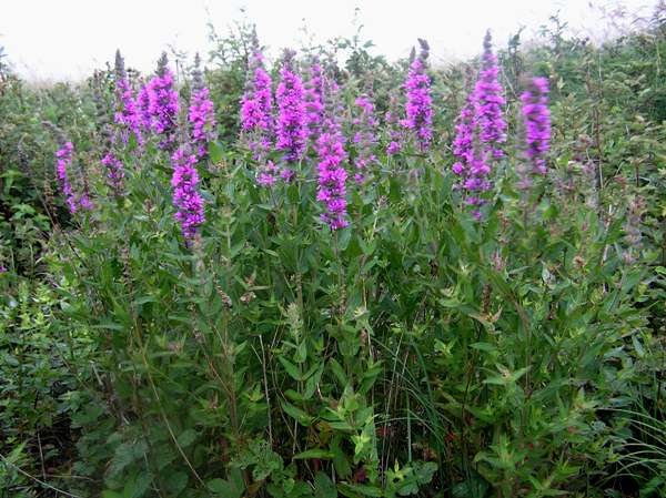 Lythrum Salicaria (Purple Loosestrife)