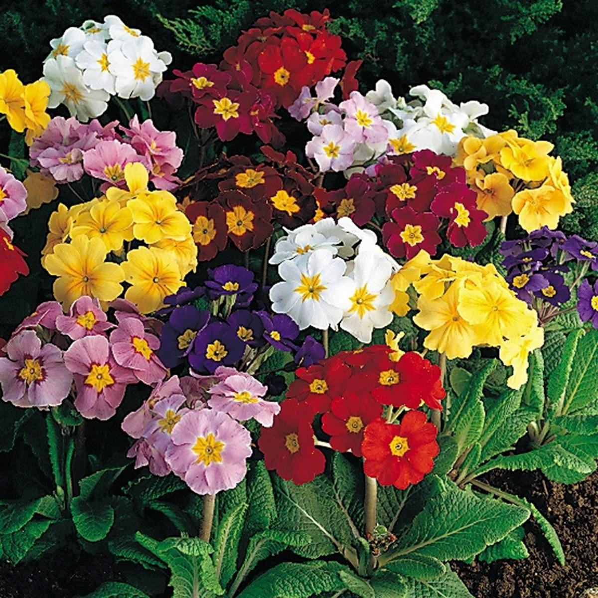 Primula × Polyantha (Assorted Polyanthus)