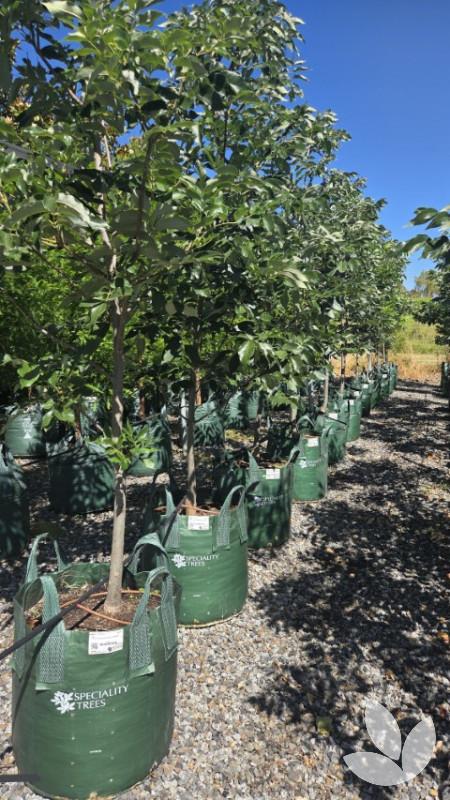Fraxinus Pennsylvanica ‘Urbdell’ (Urbanite Ash)