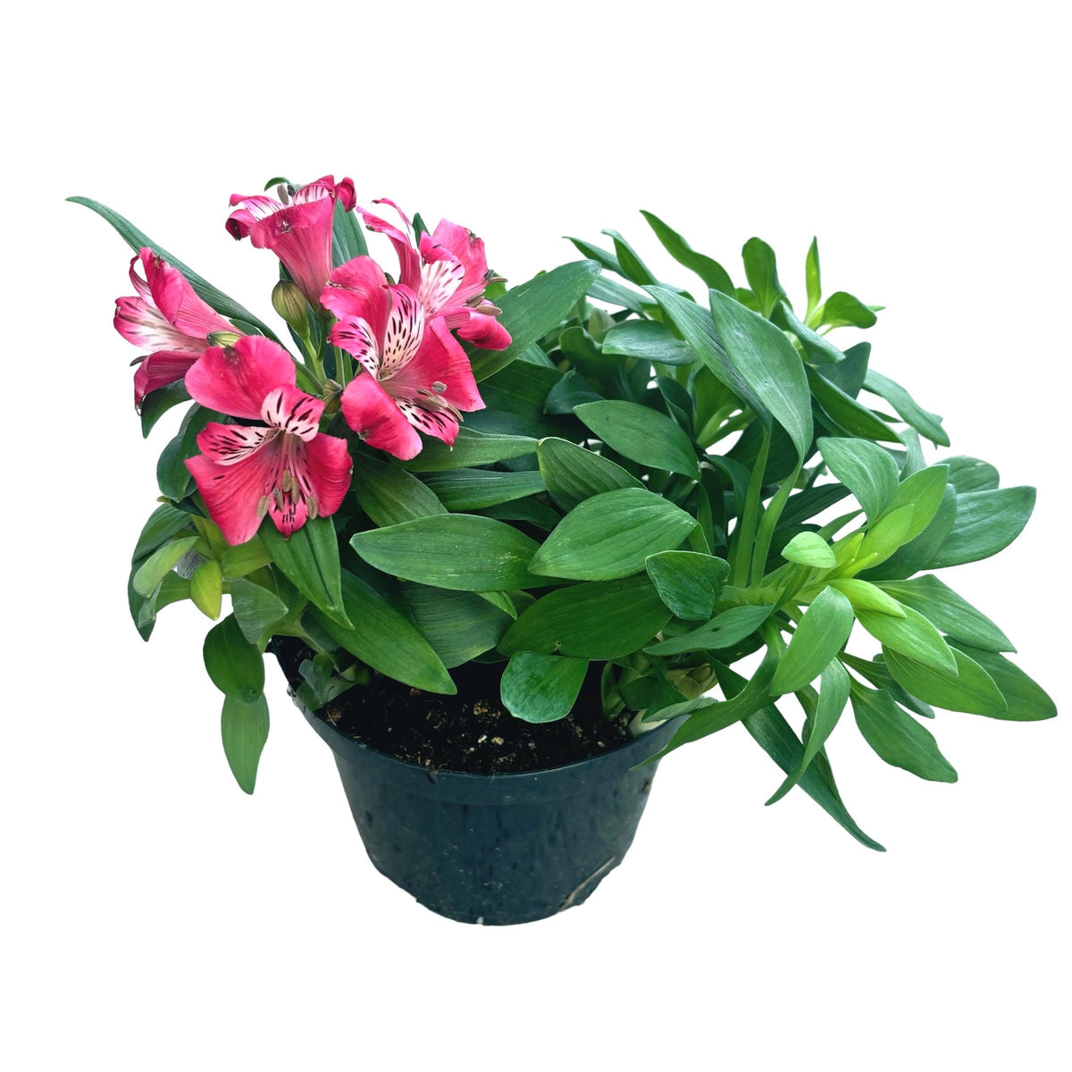 Alstroemeria ‘Inca Lolly’ (Peruvian Lily)