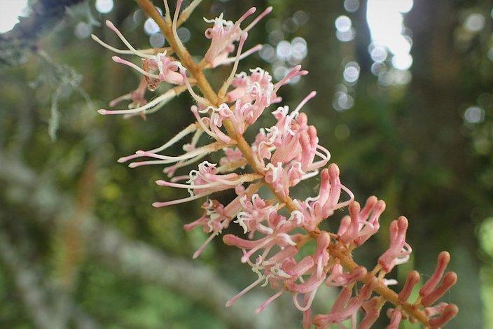 Macadamia Tetraphylla (Rough-Shelled Macadamia)