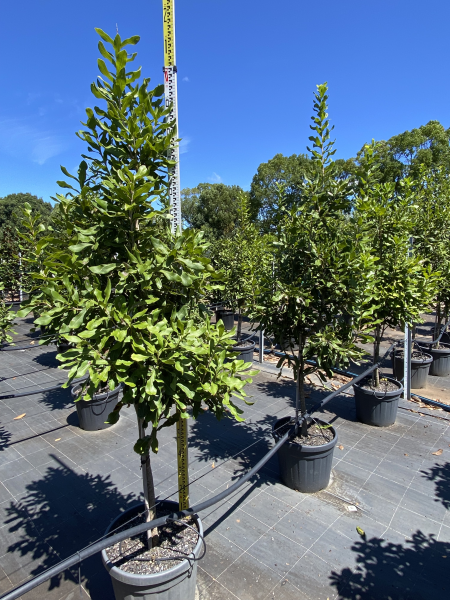 Macadamia Integrifolia (Smooth-Shelled Macadamia)
