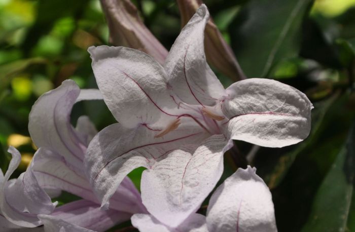Mackaya Bella (Forest Bell Bush)