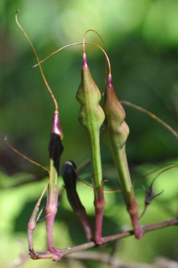 Mackaya bella (Forest Bell Bush)