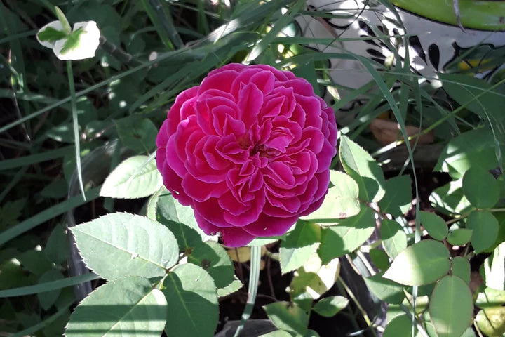 Rosa ‘Maggie’ (Rose)