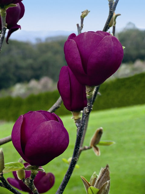 Close-up of Magnolia 'Black Tulip' displaying purply pink flowers, emphasizing the delicate texture and vivid hue of the petals.
