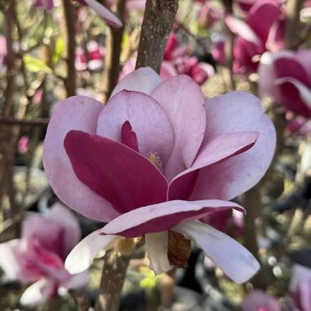 Magnolia 'Cameo' (Cameo Magnolia)