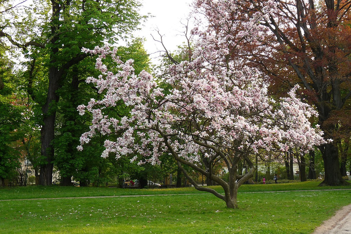 Another view of a mature Magnolia soulangeana (Saucer Magnolia) in a park, highlighting its stunning white-pink foliage and elegant shape.