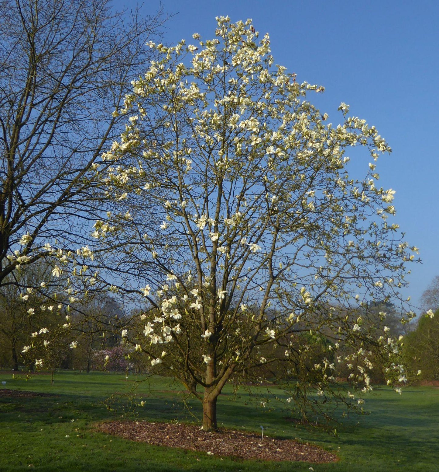 Magnolia ‘Sundance’ (Sundance Magnolia)