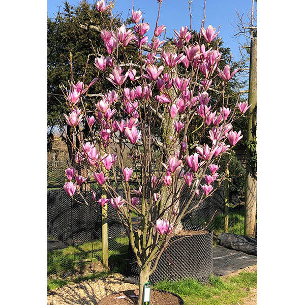 Magnolia ‘Heaven Scent’ (Heaven Scent Magnolia)