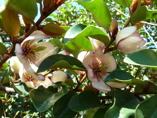 Magnolia ‘Parcleo’ Paradise® Princess Cleopatra (Magnolia)