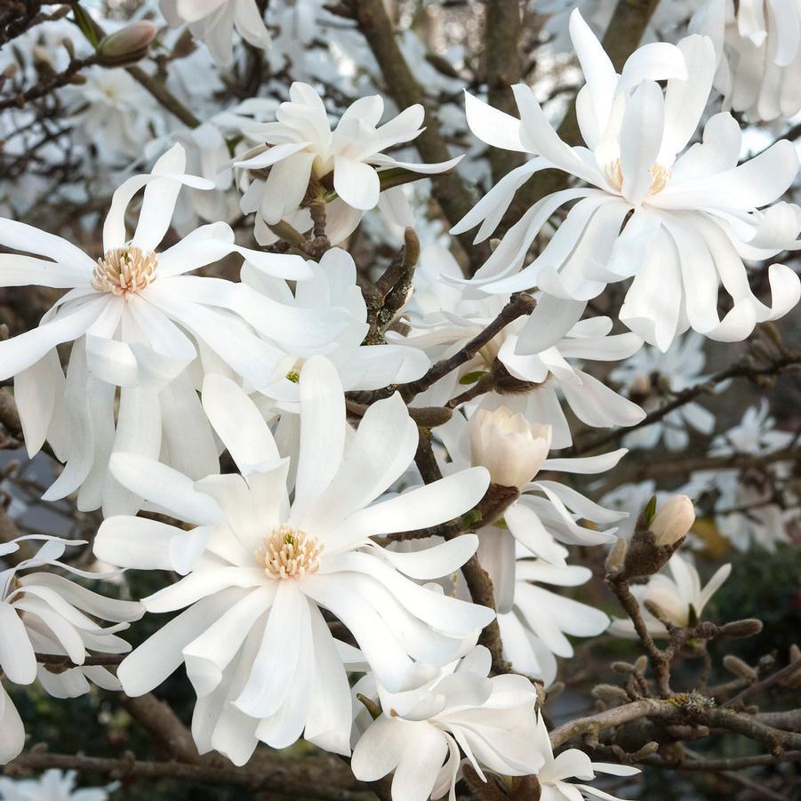 Magnolia Stellata (Royal Star Magnolia)