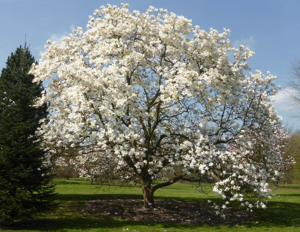 Magnolia ‘Tina Durio’ (Tina Durio Magnolia)
