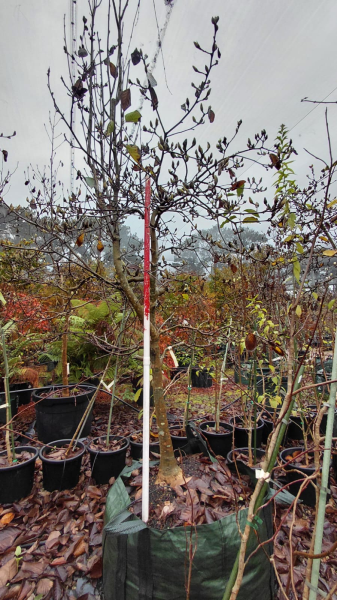 Magnolia Denudata (Lily Treet | Yulan)