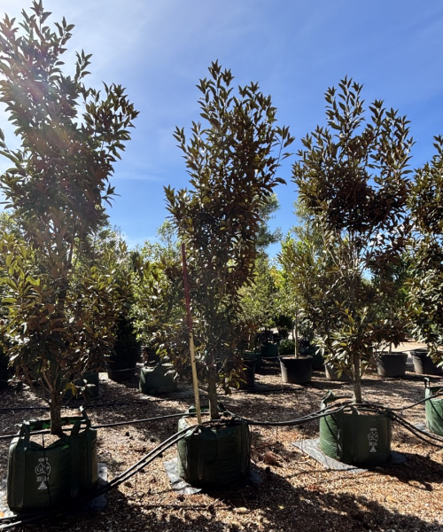 Magnolia Grandiflora ‘Alta’ (Southern Magnolia)