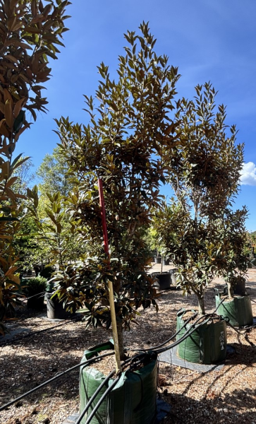 Magnolia Grandiflora 'TMGH' Alta™ (Alta Southern Magnolia)