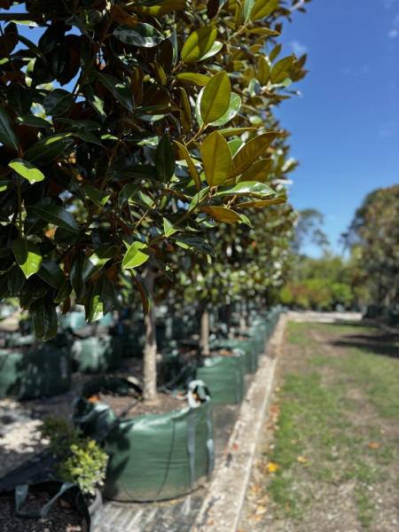 Magnolia Grandiflora ‘Exmouth’