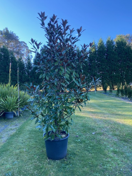 Magnolia grandiflora 'Kay Parris' (Kay Parris Southern Magnolia) CLEARANCE