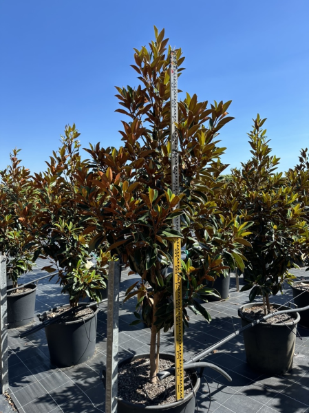 Magnolia grandiflora ‘Sweet and Neat’