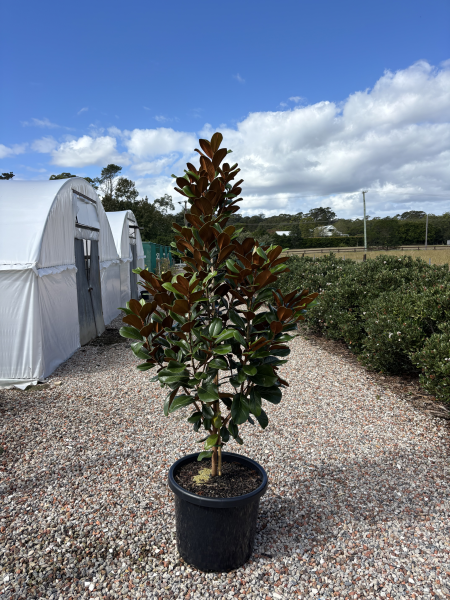 Magnolia Grandiflora 'Teddy Bear' (Teddy Bear Magnolia)