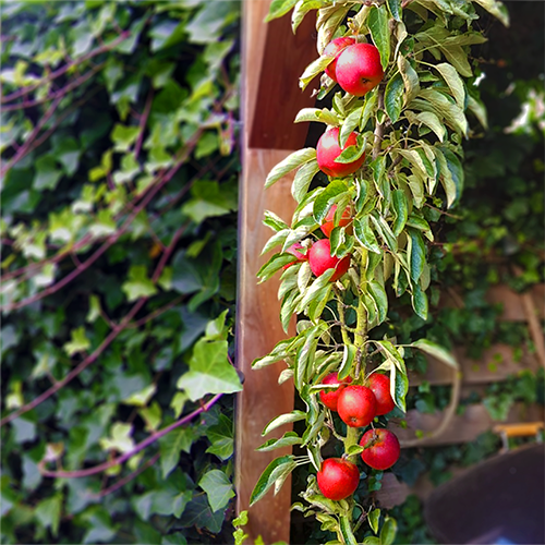 Malus Domestica 'Flamenco' (Apple Flamenco – Columnar) | SUPER DWARF