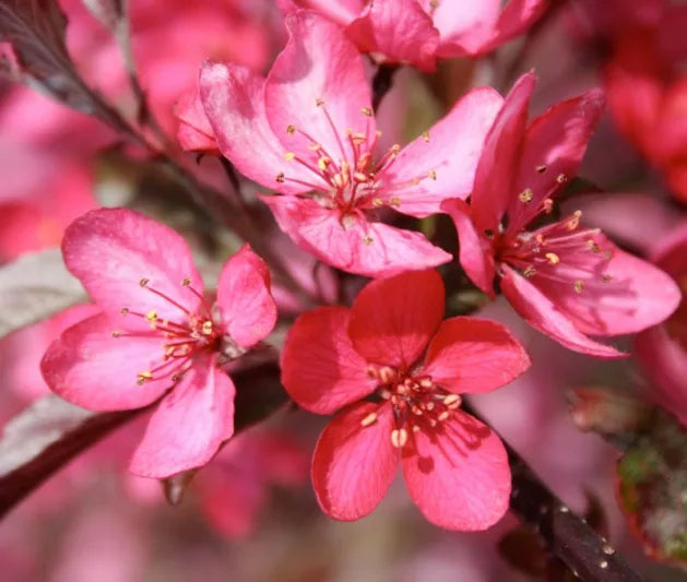 Malus (JFS-KW5) Royal Raindrops™ (Crab Apple)