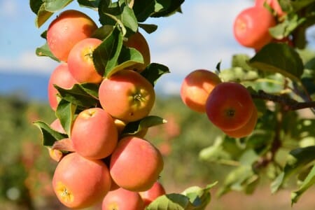 Malus Domestica 'Sweet Cheeks' (Dwarf Sweet Cheeks Apple)