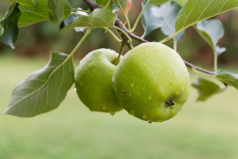 Malus Domestica 'Granny Smith' (Semi-Dwarf Granny Smith Apple)
