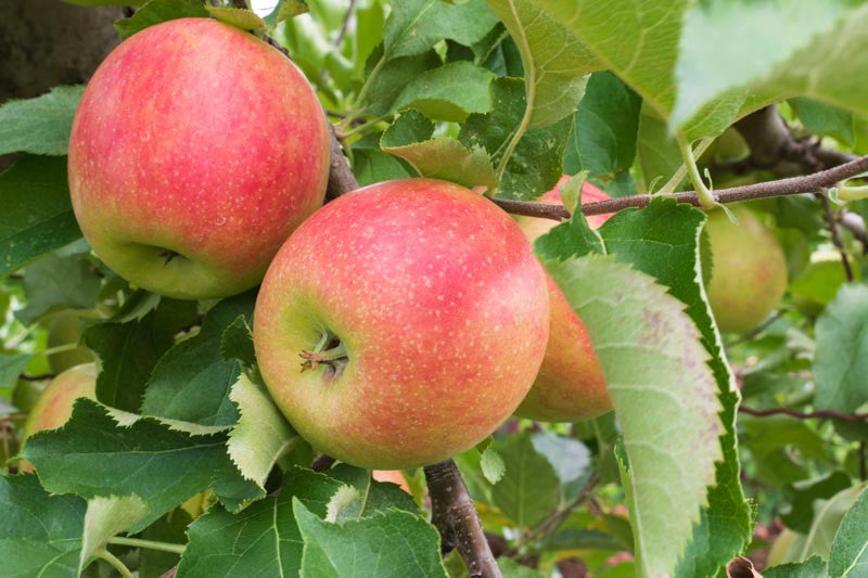 Malus Domestica 'Jonathan' (Semi-Dwarf Jonathan Apple)