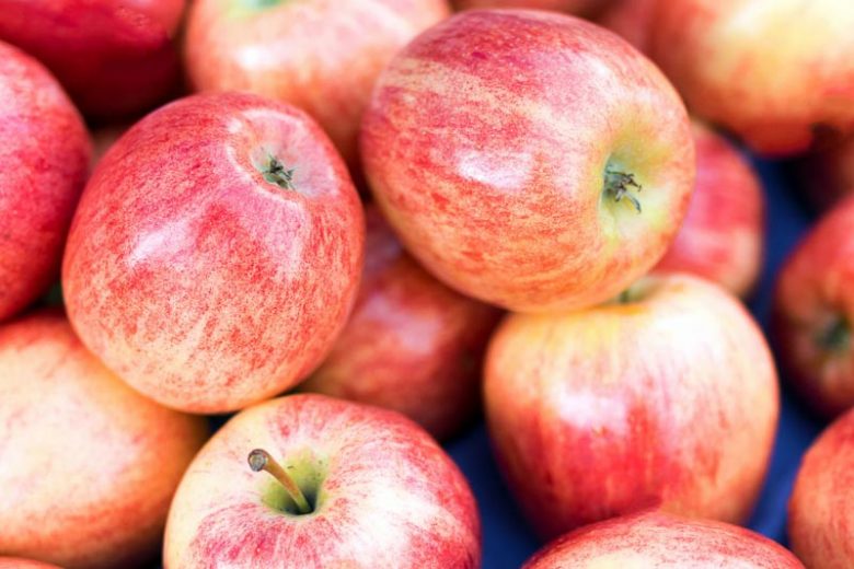 Malus domestica ‘Pink Lady’ (Pink Lady Apple)