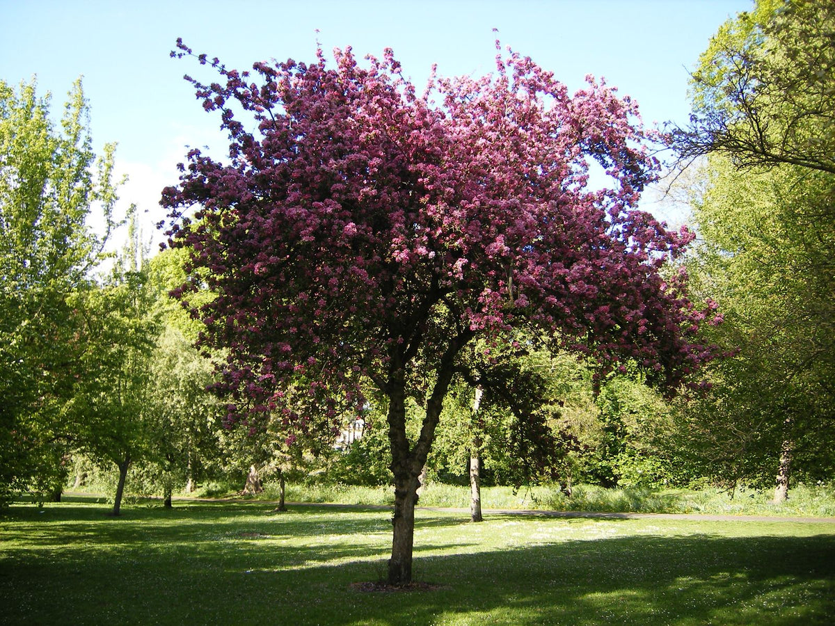Malus Ioensis ‘Purpurea’ (Purple-Leaved Crab Apple)
