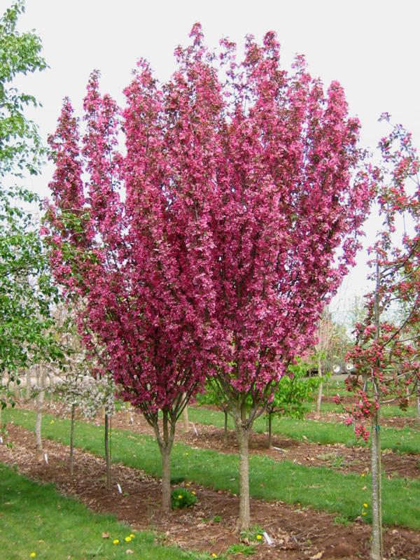Malus ‘Rejzam Rejoice™’ Crab Apple
