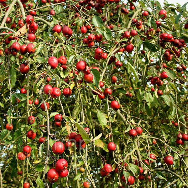 Malus Domestica 'Echtermeyer' (Weeping Crab Apple Standard)