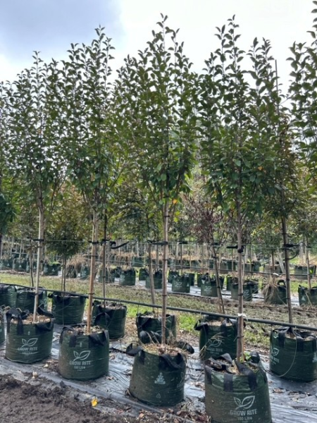 Malus ‘Rejzam Rejoice™’ Crab Apple