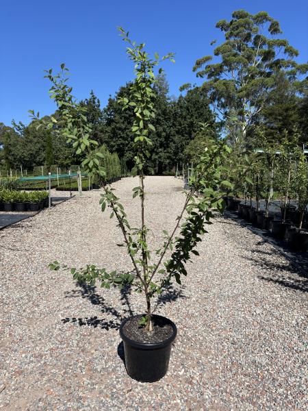 Malus Floribunda (Japanese Crab Apple)