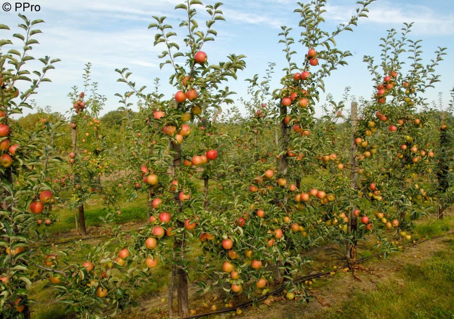 Malus Domestica (Assorted Apple)