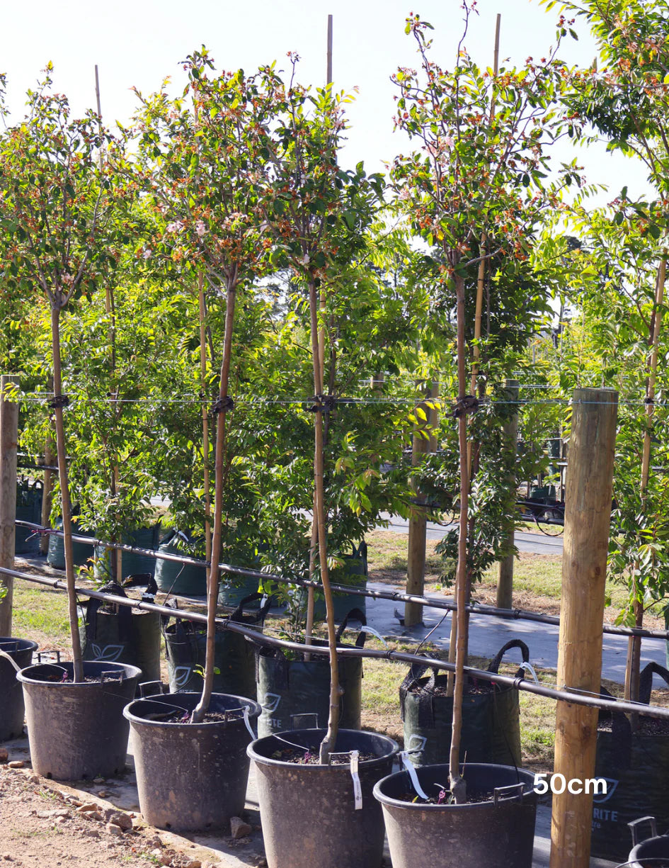 Malus ioensis 'Plena' Standard 1.8m (Plena Crab Apple Standard)