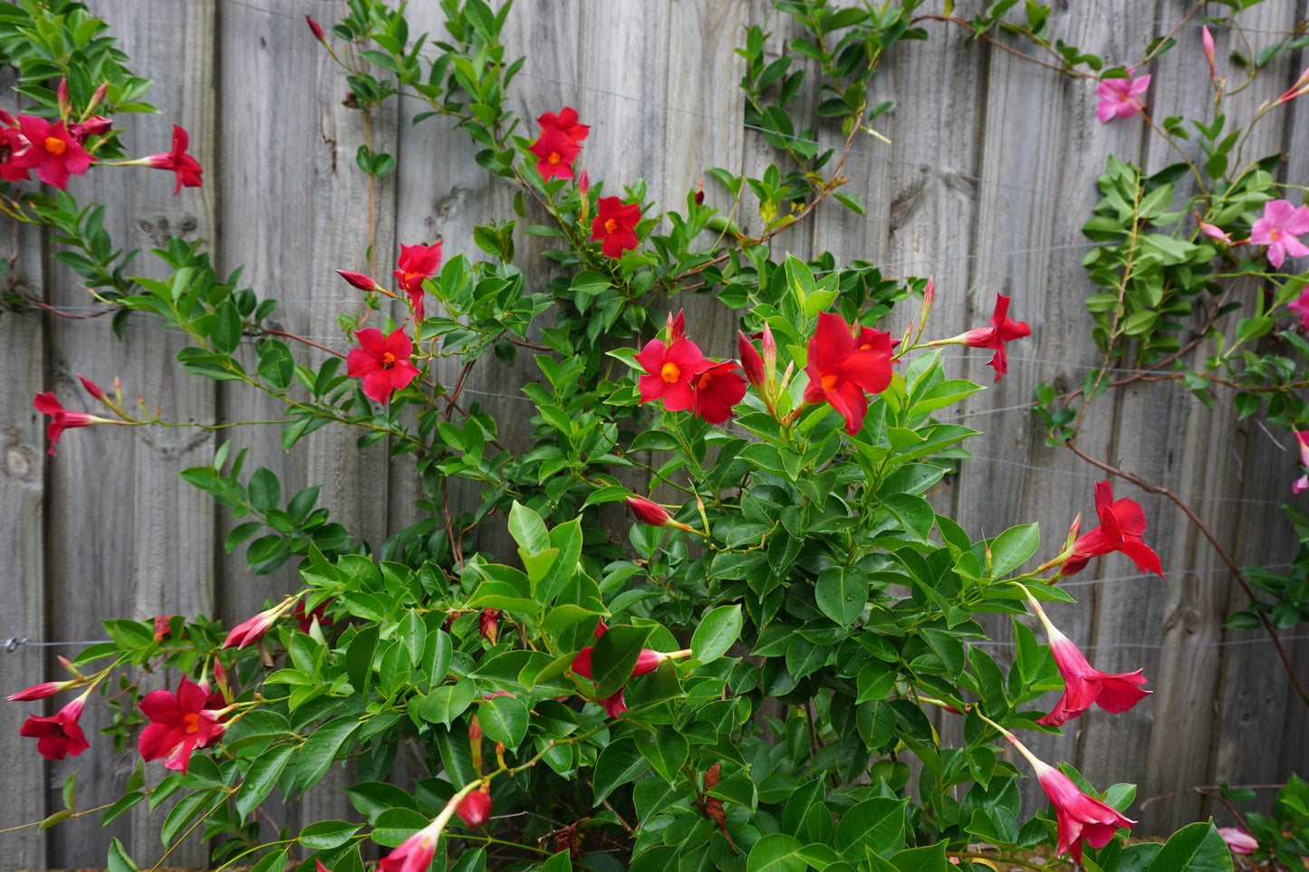 Mandevilla Aloha Forever Red (Aloha Forever Red Mandevilla)