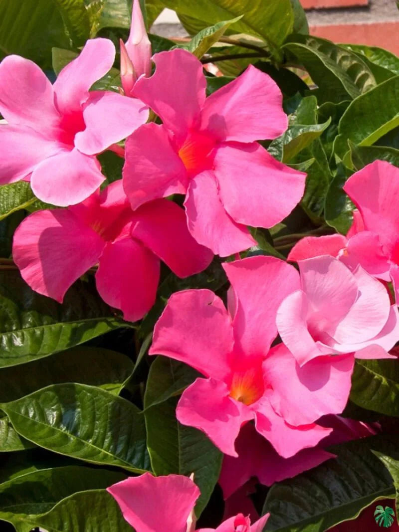 Mandevilla Hybrida Diamantina® ‘Tourmaline Rose Splash’ (Mandevilla)