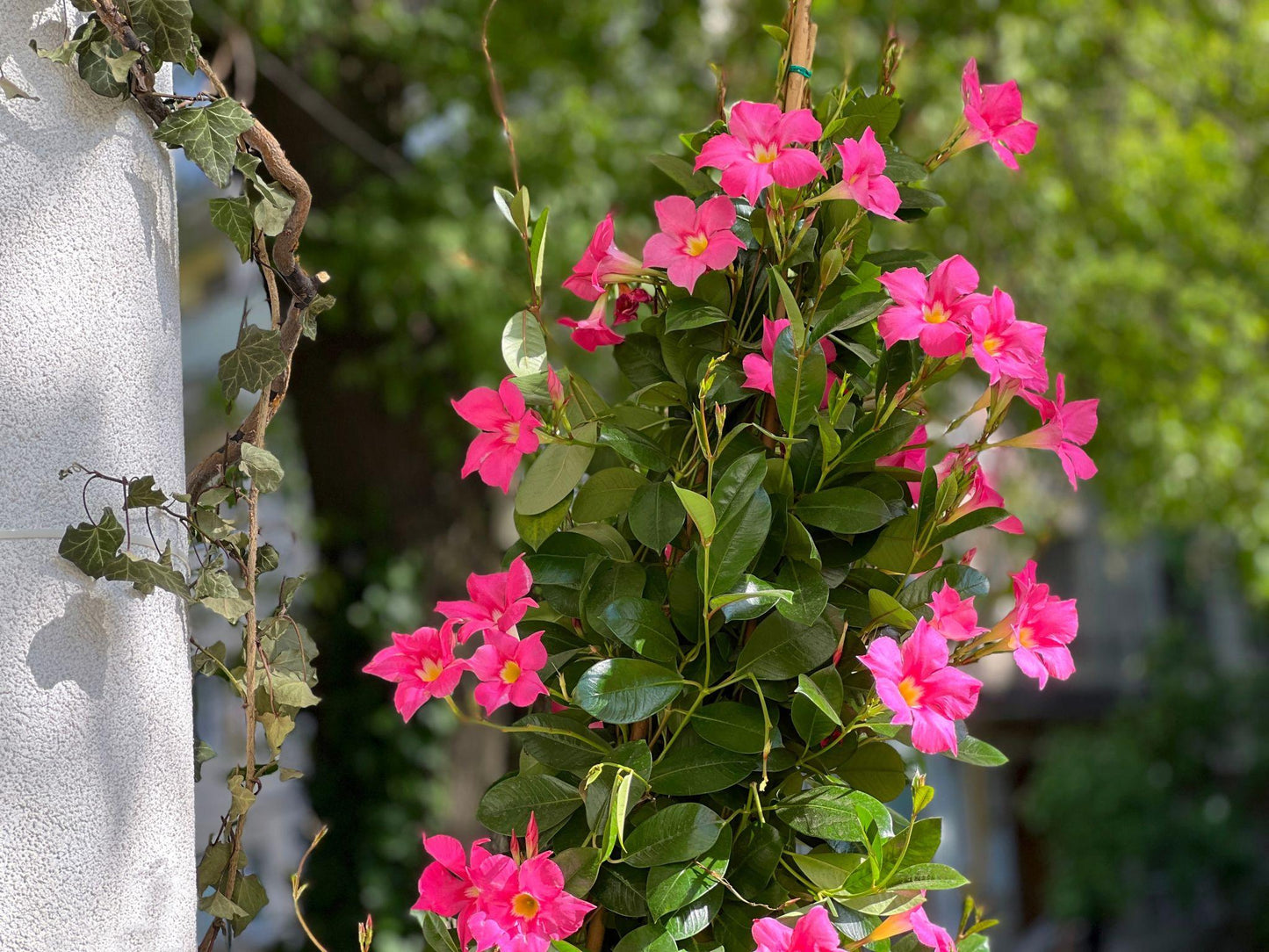 Mandevilla Sanderi (Summerstar Pink Dipladenia)