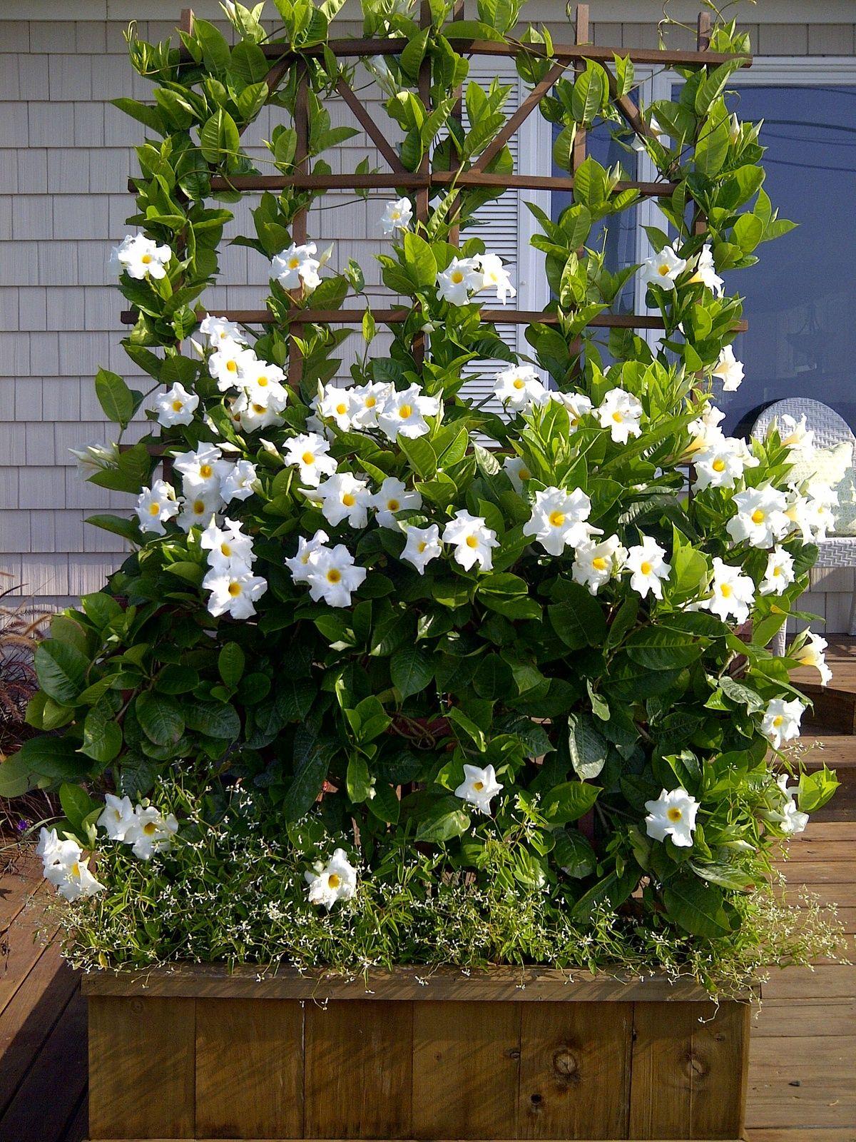 Mandevilla Sanderi (Summerstar White Dipladenia)