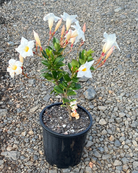 Mandevilla 'Aloha Bright White' (Mandevilla)