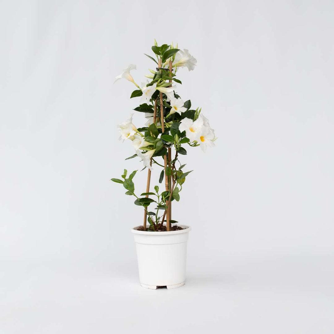 Mandevilla ‘Rio White’ (Dipladenia Rio White)