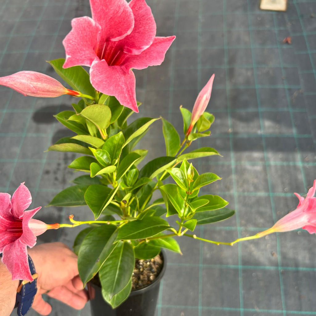 Mandevilla 'Sun Parasol® Mauvelous' (Rock Trumpet)
