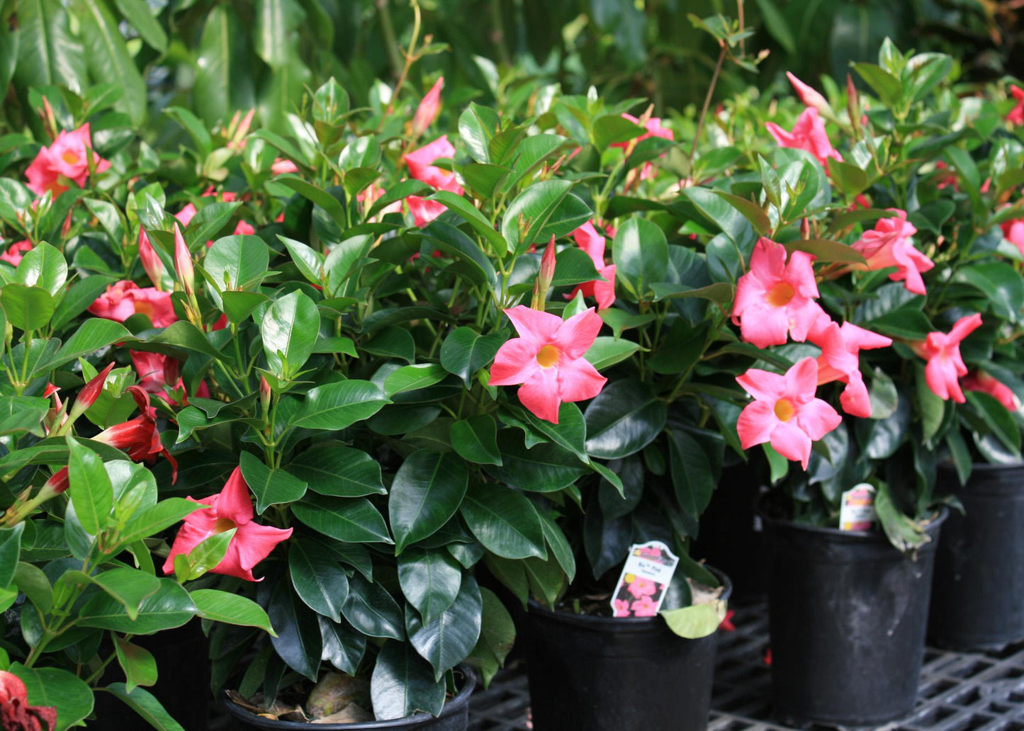 Mandevilla ‘Tourmaline Intense Fuchsia’ (Dipladenia Tourmaline Intense Fuchsia)