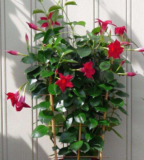 Mandevilla hybrid (Sun Parasol Stars And Stripes)