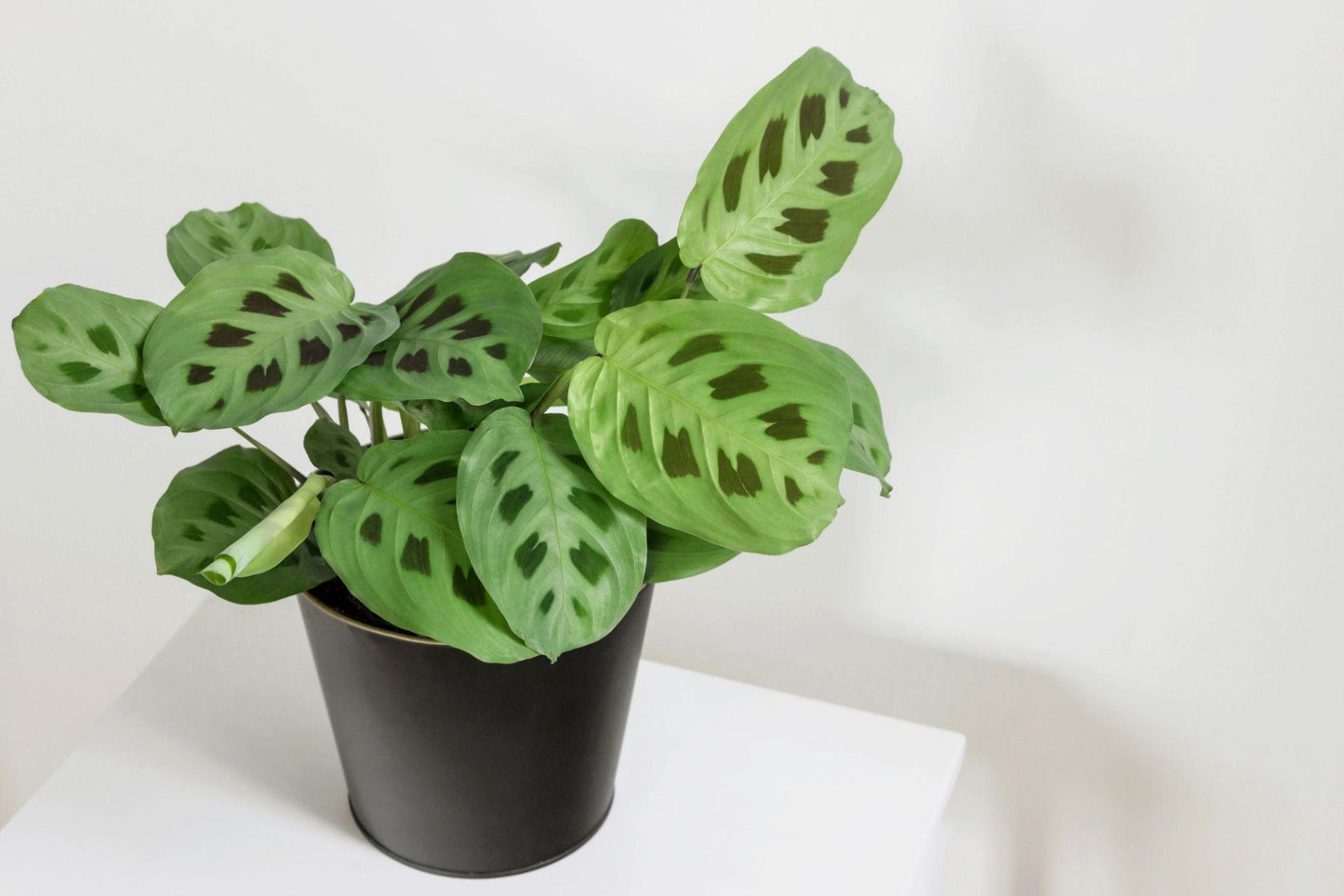 Maranta Leuconeura Var. Massangeana (Black Maranta)